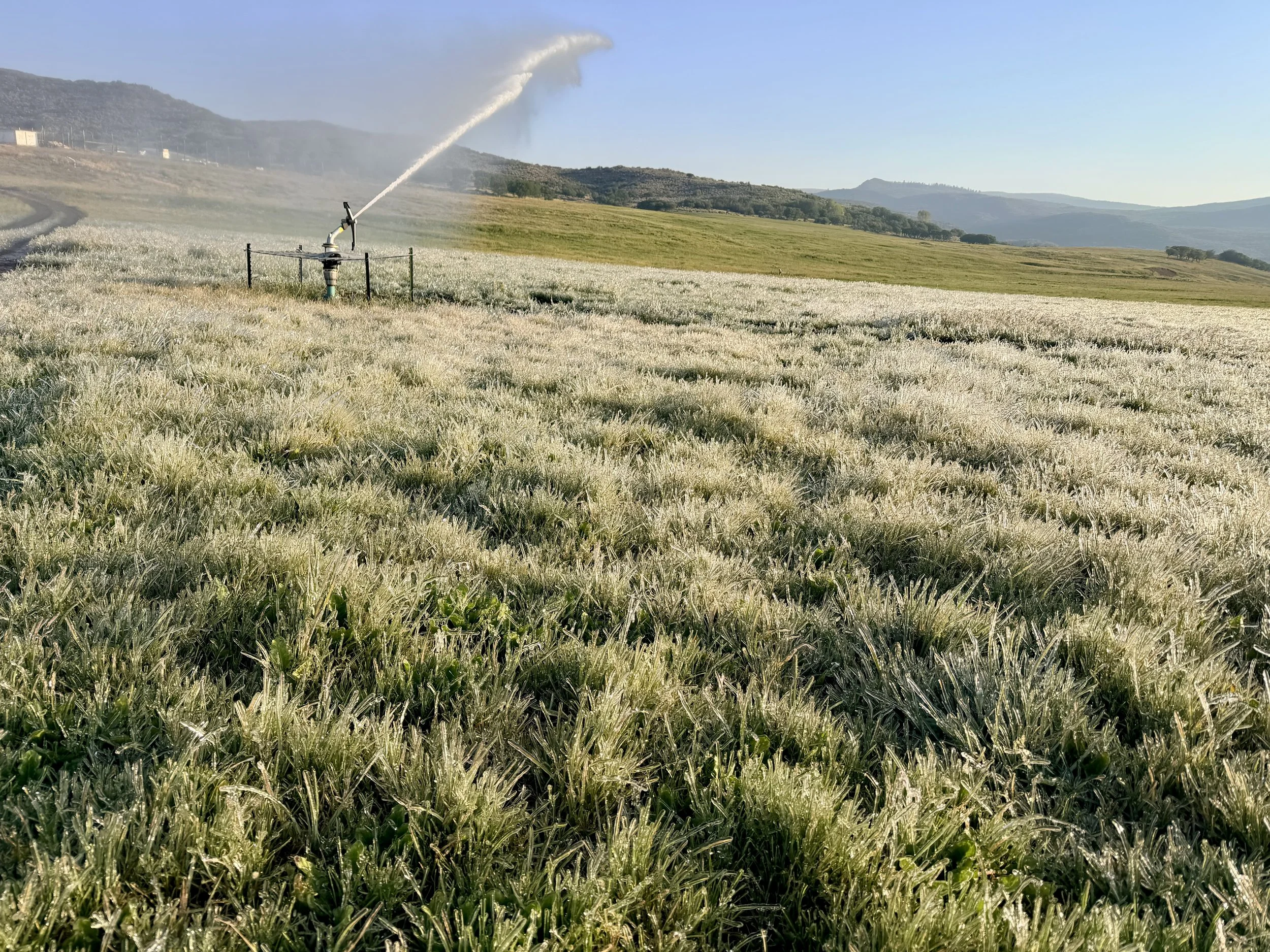 An agricultural field with a sprinkler watering crops, mountains in the background, under a clear blue sky.  Nelson Big Gun irrigation system. Water Conservation.