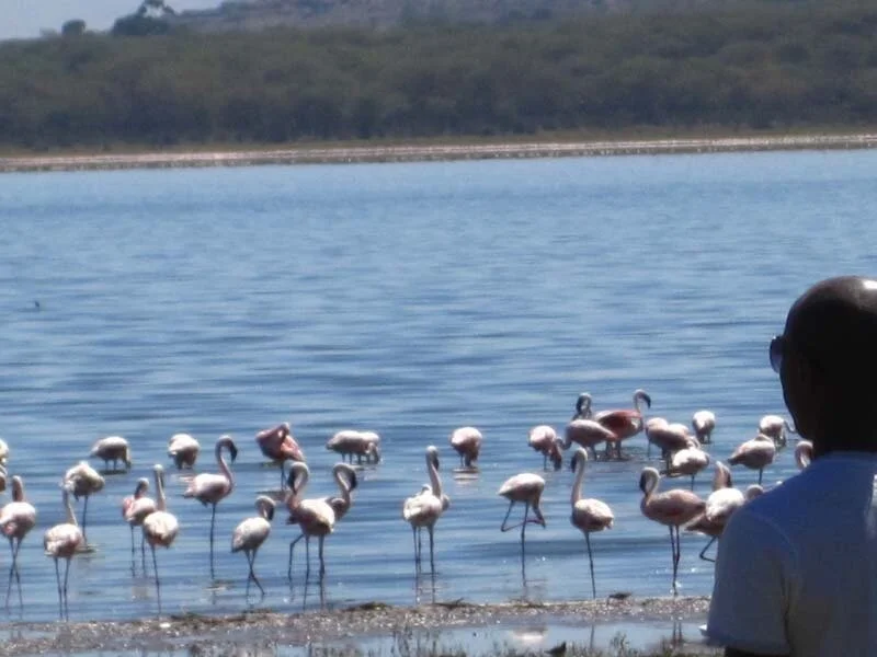 flamingos.jpg
