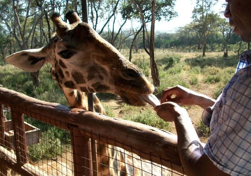 giraffe_center_nairobi.jpg