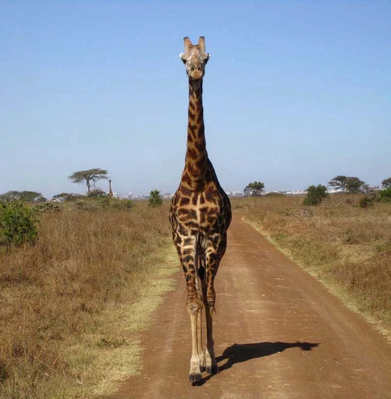 giraffe_nairobi_national_pa.jpg