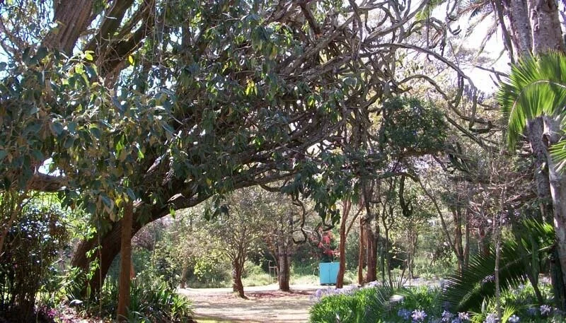 karen_blixen_museum_garden.jpg