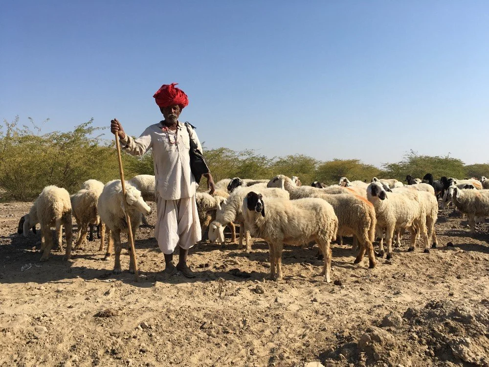 A Raika Herder with his herd. Image courtesy Centre for Pastoralism