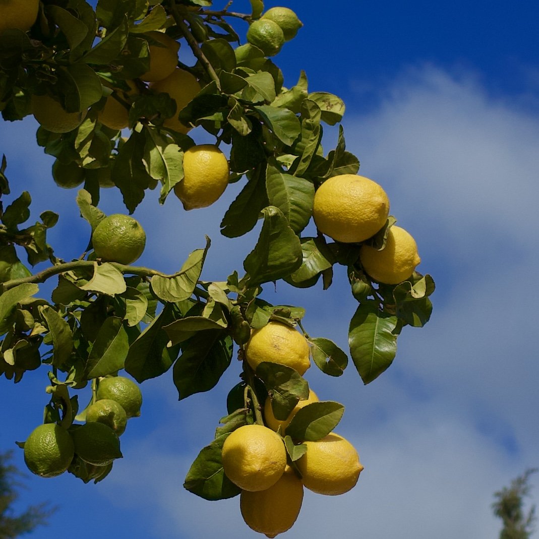 Lemon Tree in Tunisia