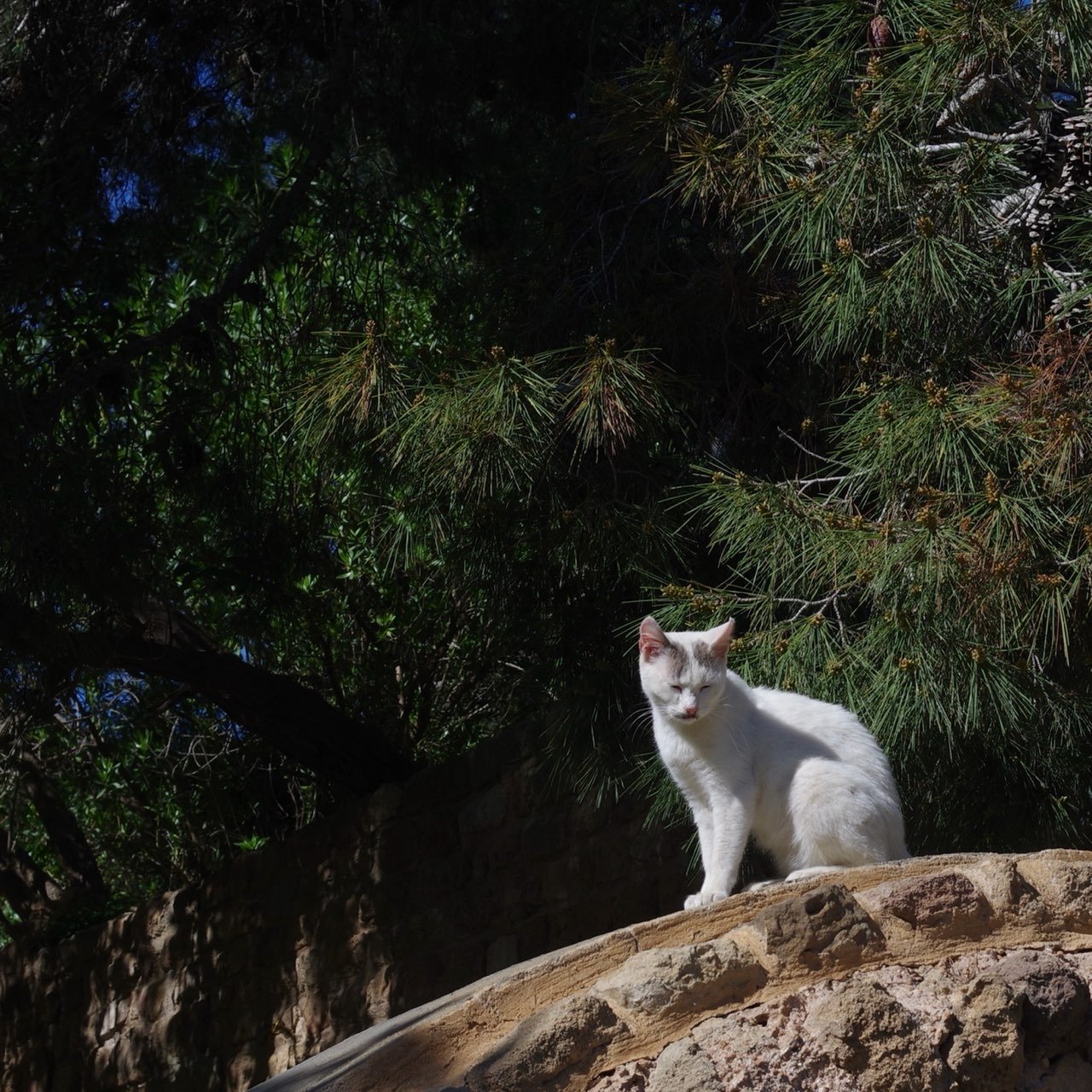 Cat in Carthage