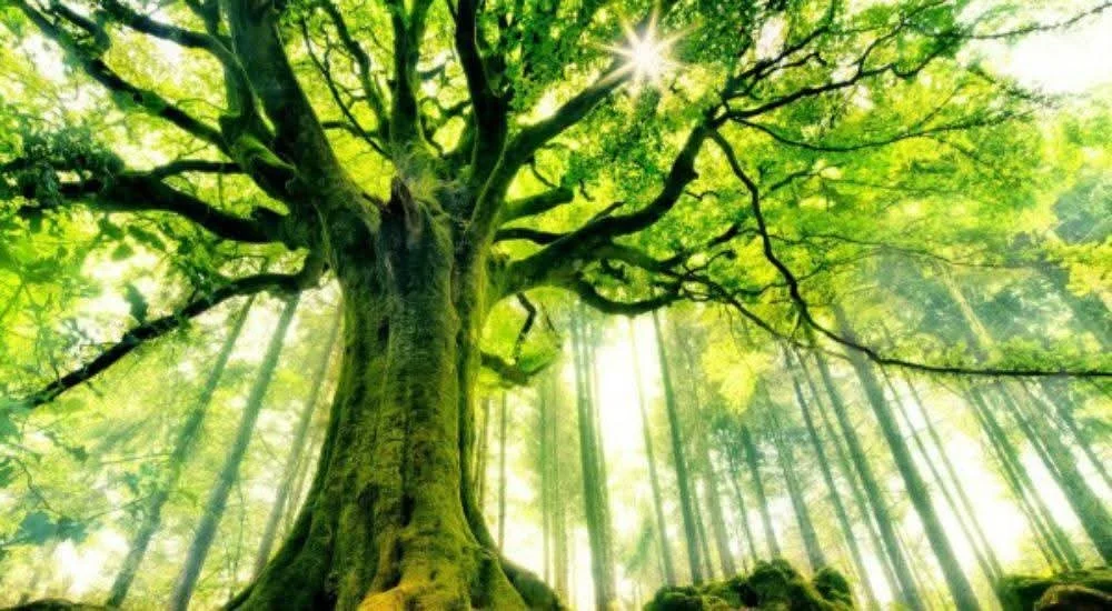 Rencontres méditatives, DIFFÉRENTES Techniques : Danse CRÉATIvE, Méditation dynamique, silencieuse, visualisation créatrice … 