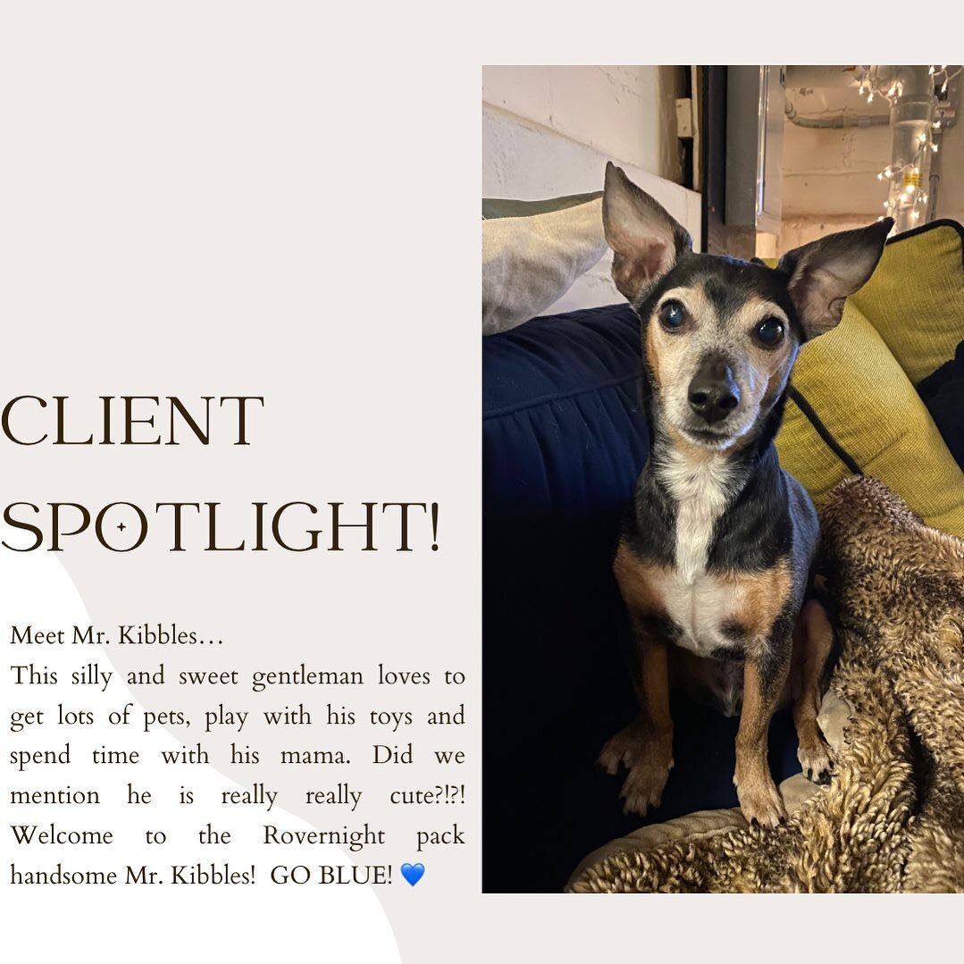 Happy Wednesday Friends! Welcome to our Rovernight pack handsome Mr. Kibbles. 🐾  He is a very unique jack russell and min pin mix&hellip;but he&rsquo;s 100% cute! This 12 year old boy doesn&rsquo;t act a day over 2. Go Blue! 💙💙
