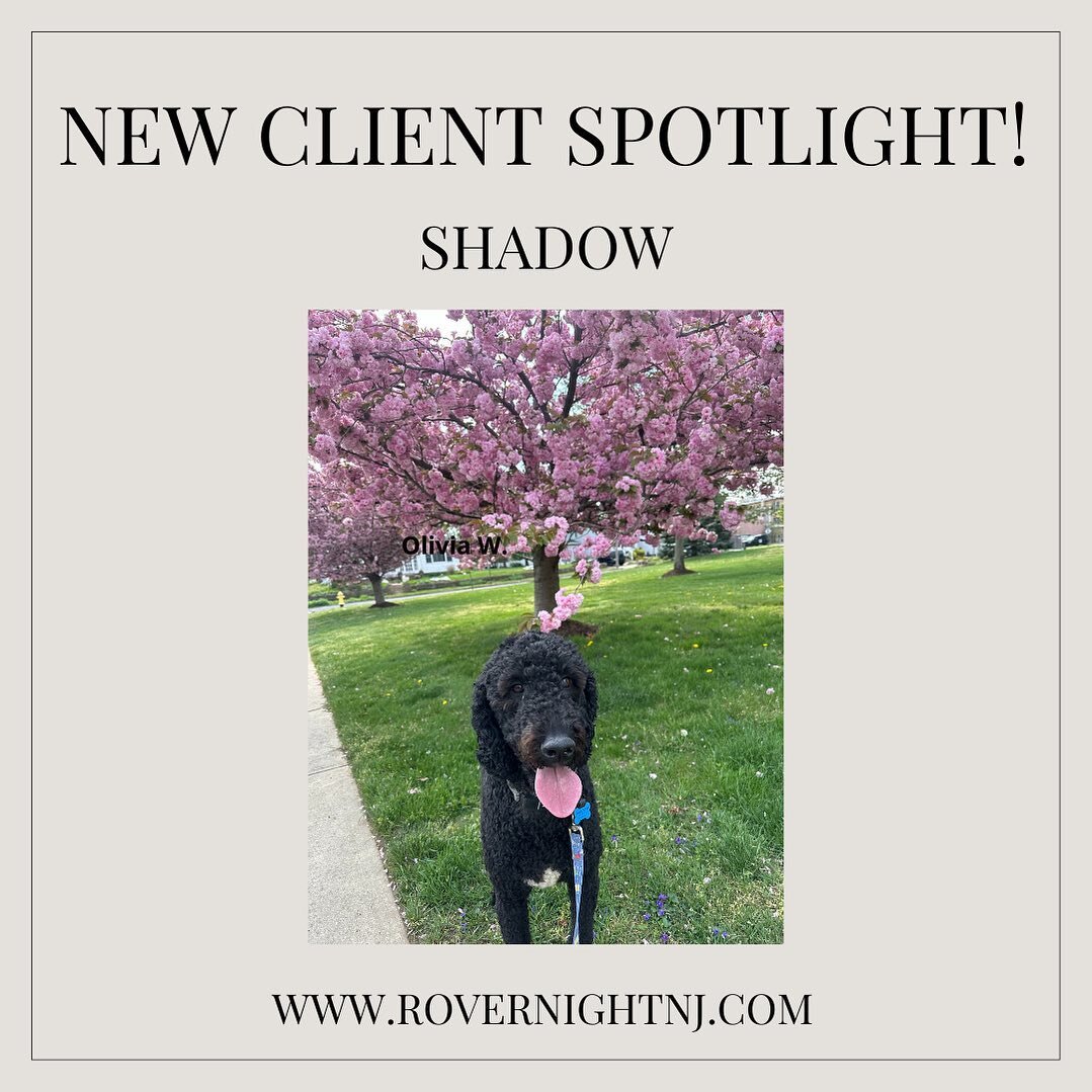 Everyone meet our newest pack member Shadow. Shadow is a black goldendoodle and lives in Atlantic Highlands. He is very sweet, calm, happy and LOVES to go on his weekly adventure walks with his brother Tucker. Welcome to our family Shadow! 🐾