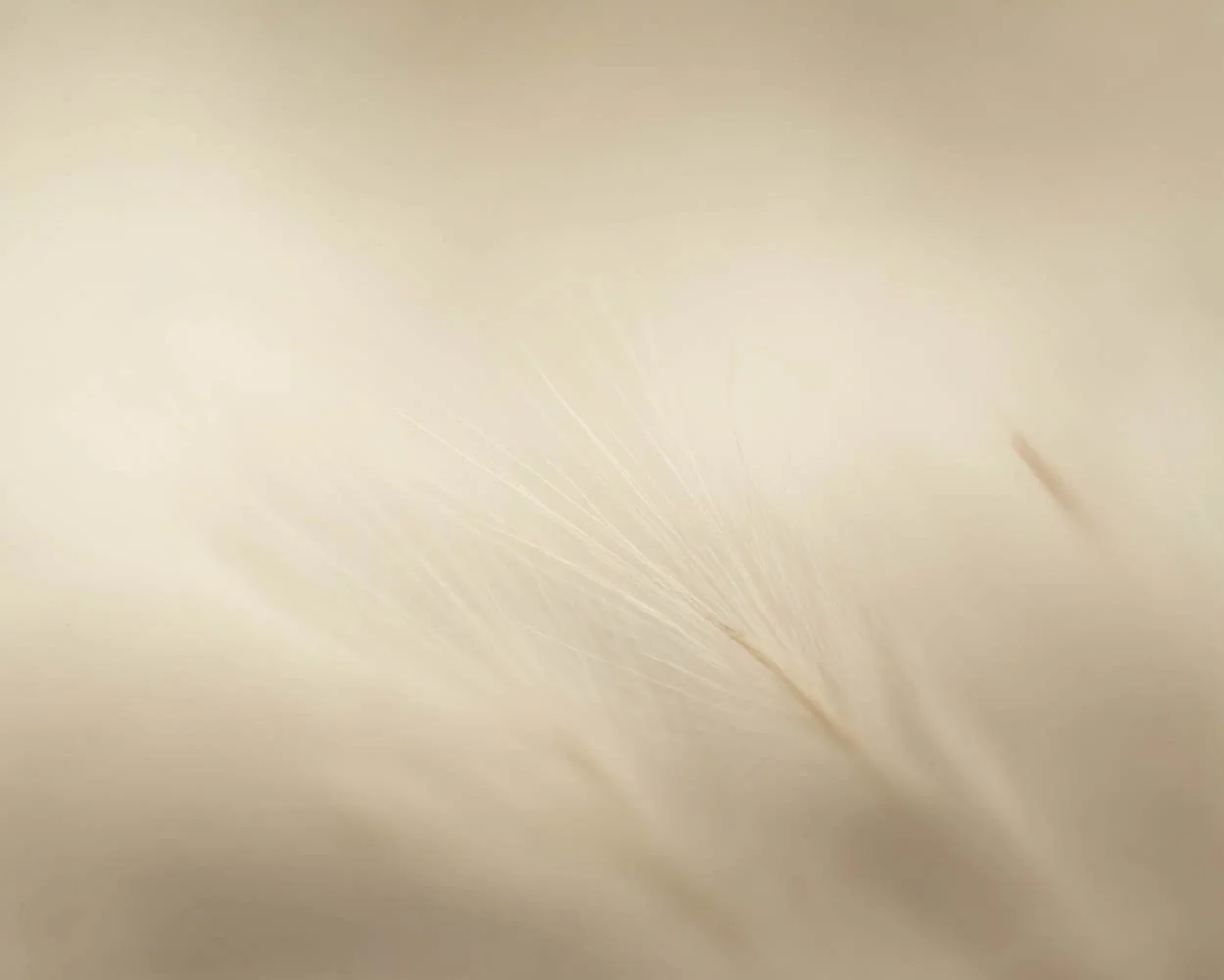 Close-up of a soft, beige surface with delicate, fine lines and gentle brush strokes.