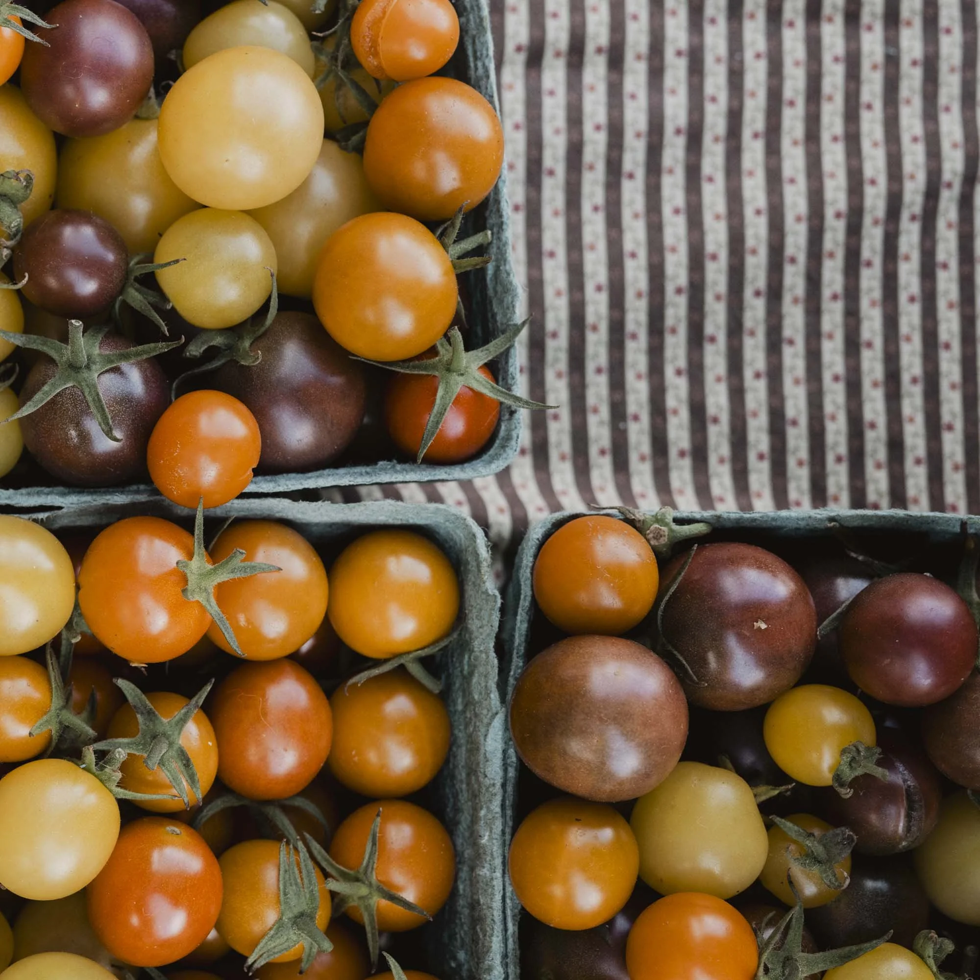 Up Close at the Bellingham Farmer's Market