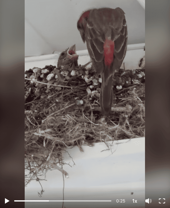 image of a baby bird in a nest being fed