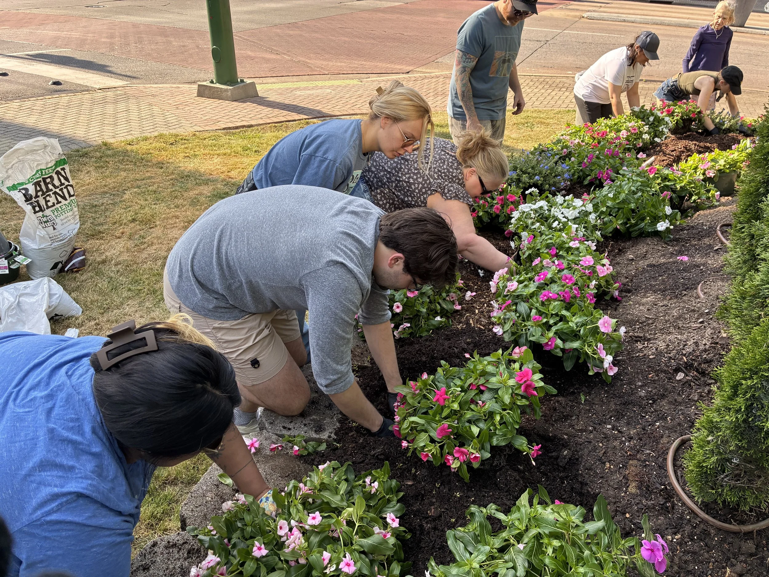 Staff members planting flowers in a downtown garden bed
