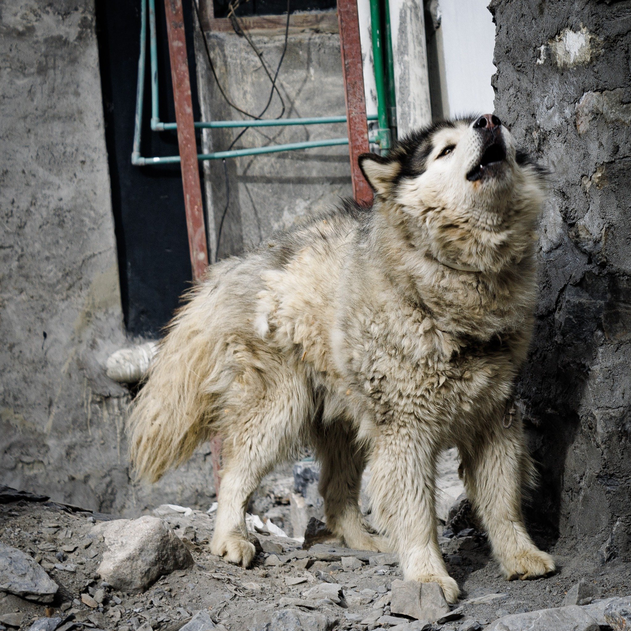 If only this guy knew how close he came to going home with me during our last trip to Nepal... #tibetanmastiff #Nepal #getoutandtopout