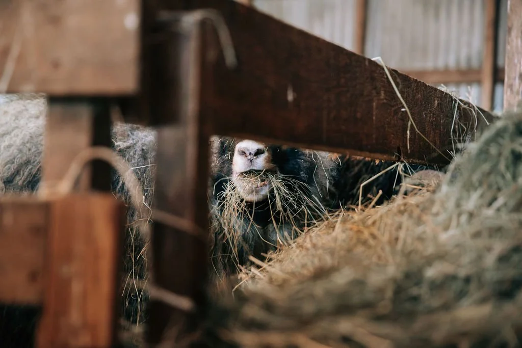 Travel photography capturing the sheep of Iceland
