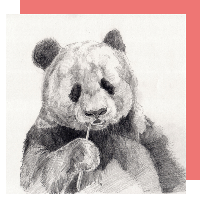 A realistic sketch of a panda bear.