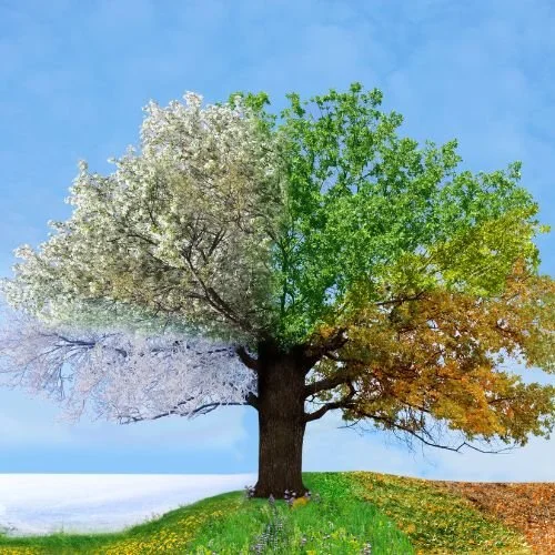 A tree showing it's potential state in all 4 seasons.