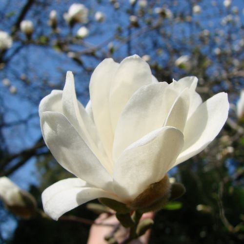 A white flower, starting to bloom.