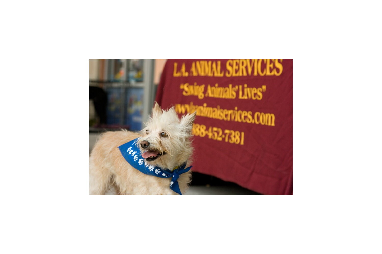 animal services.jpg