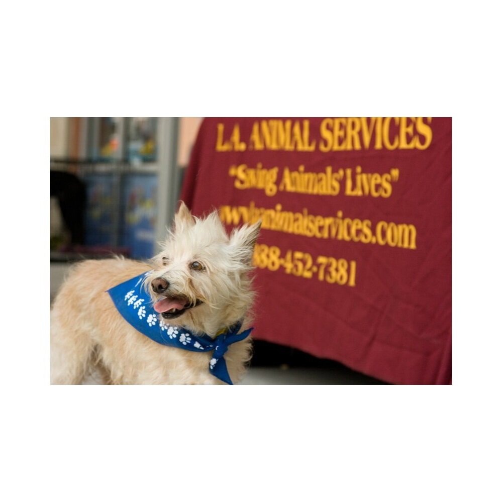 animal+services.jpg