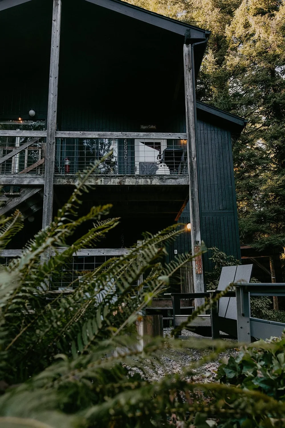 The dark cabin rising among ferns and firs with its upper deck