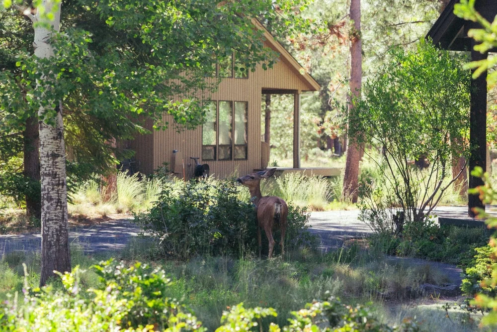 A deer grazing in the pines
