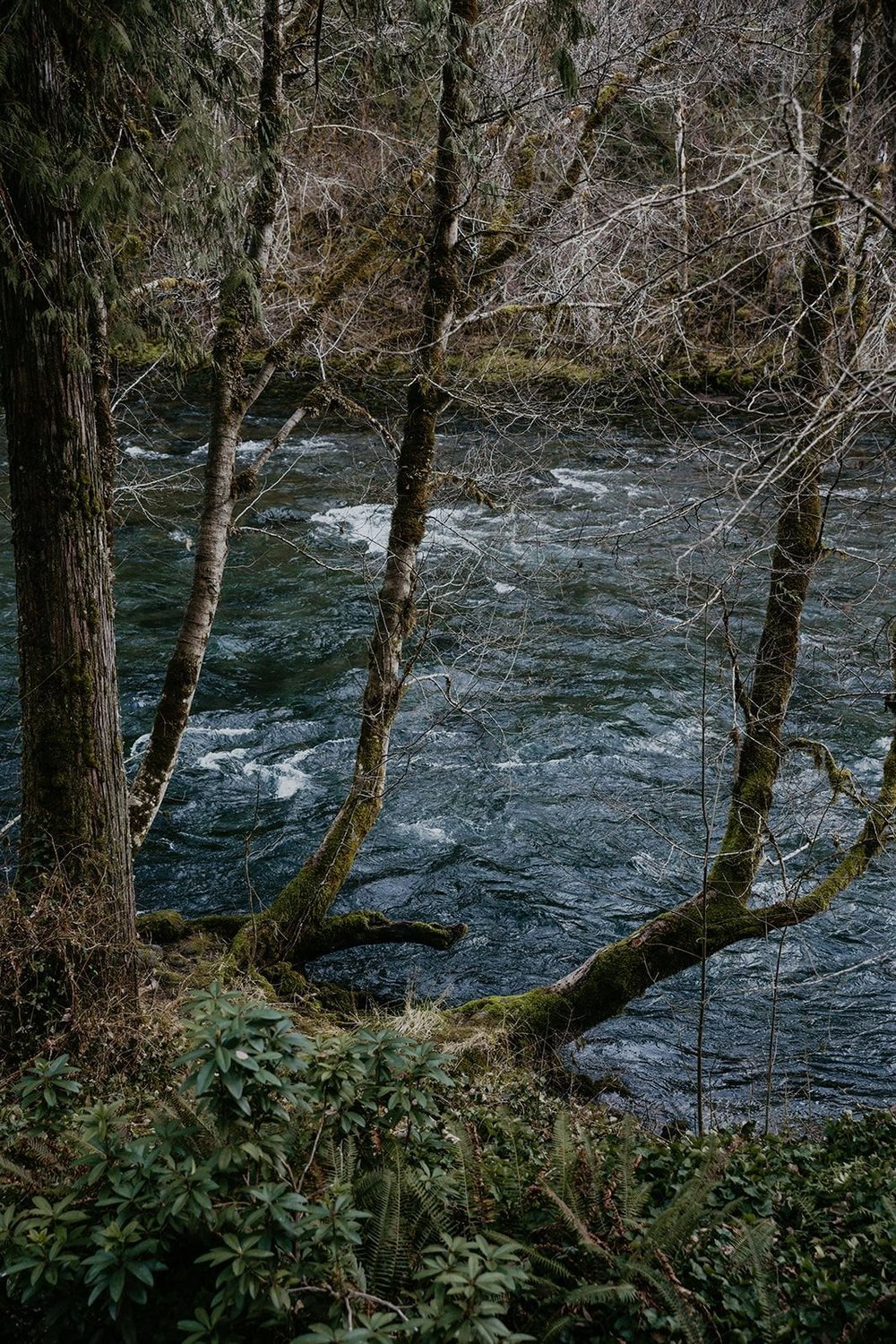 Whitewater rushing through the forest on the McKenzie River
