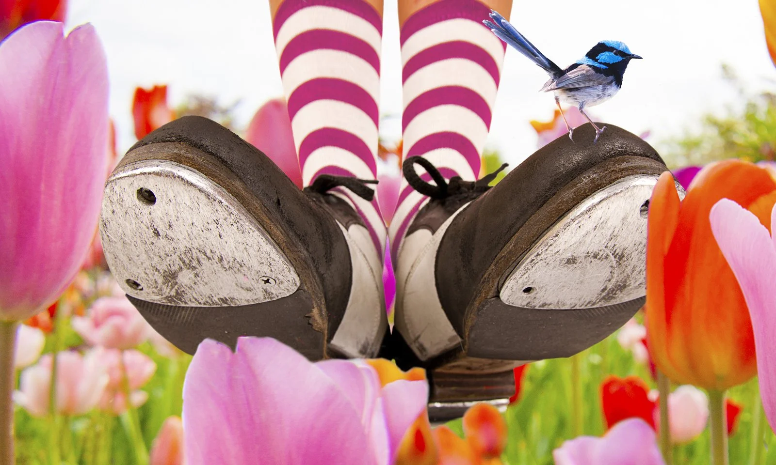 A pair of Tap shoes in a field of tulips. I little but bird stands on the right shoe