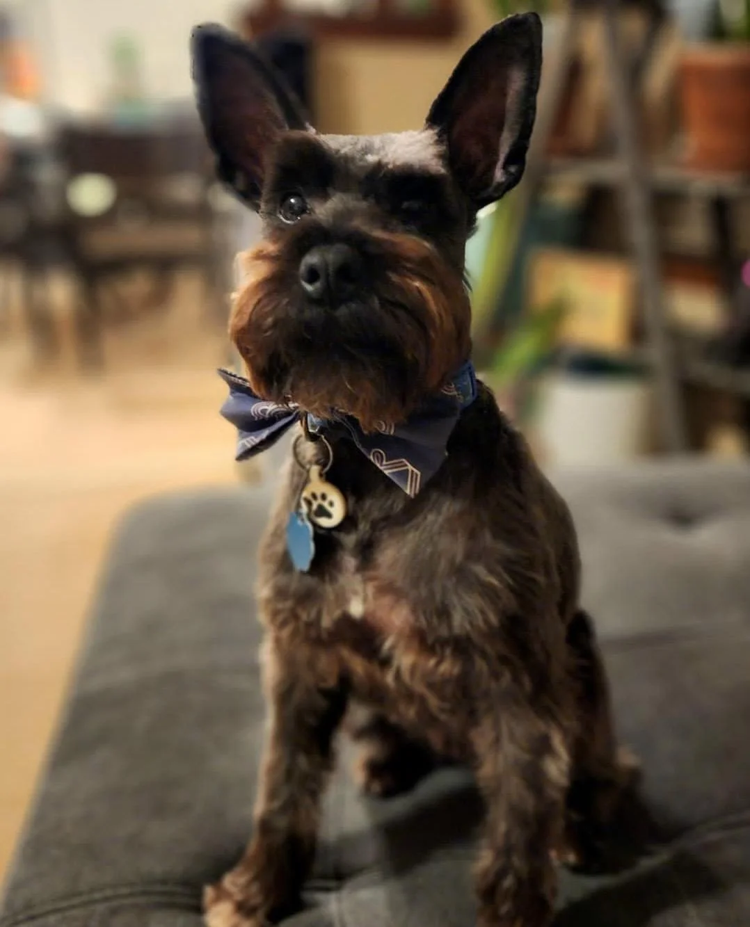 Another satisfied Bow Tie customer - this one is named is Otis 🐾✨️⁠
⁠
He belongs to @Kjohnsonokla - thank you for sharing this adorable photo!⁠
⁠
How do you wear your L A Deer Apparel? Slide into our DMs and share outfit photos - we LOVE to see them