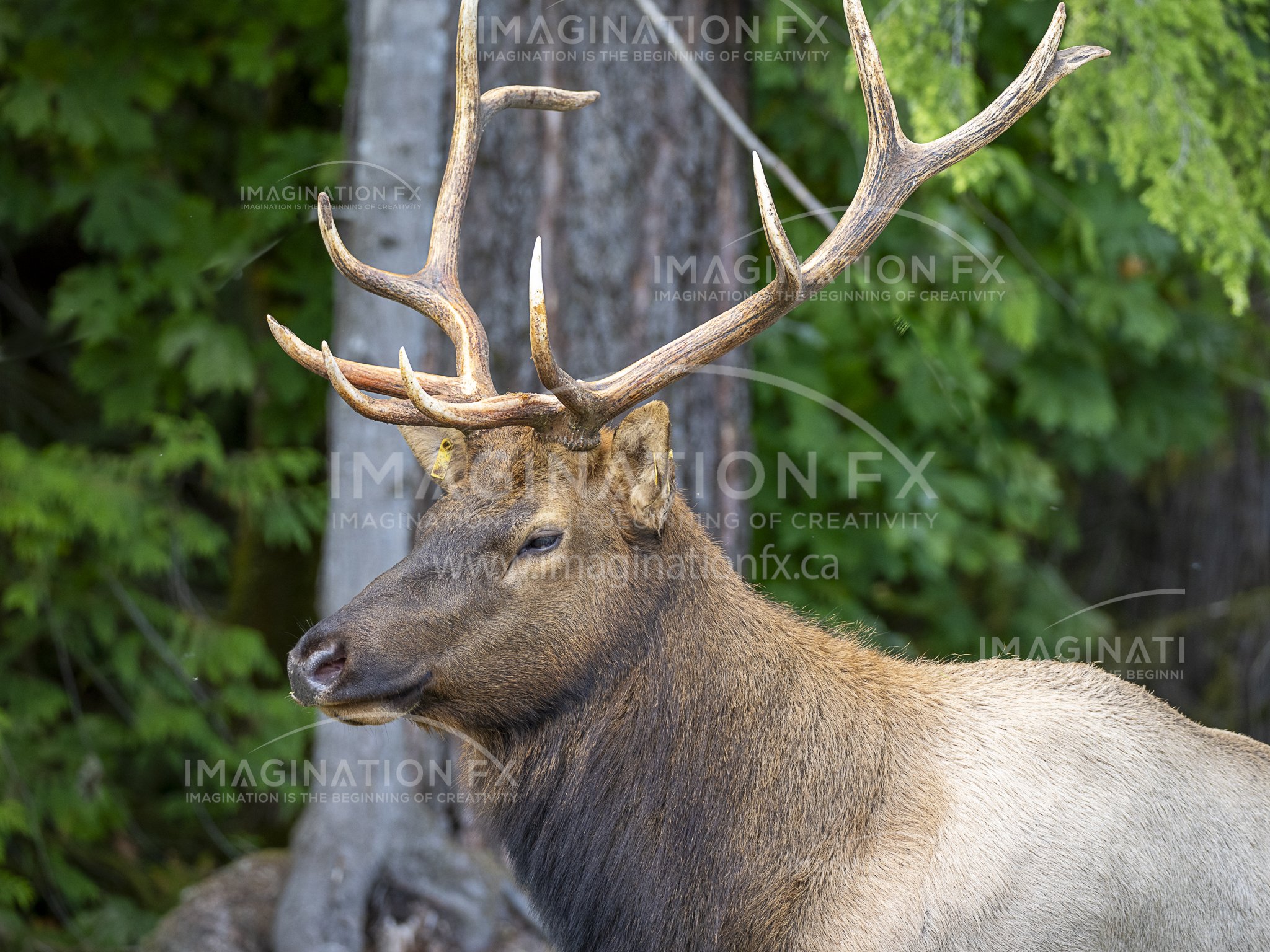 Imagination FX Fauna and Animals 12