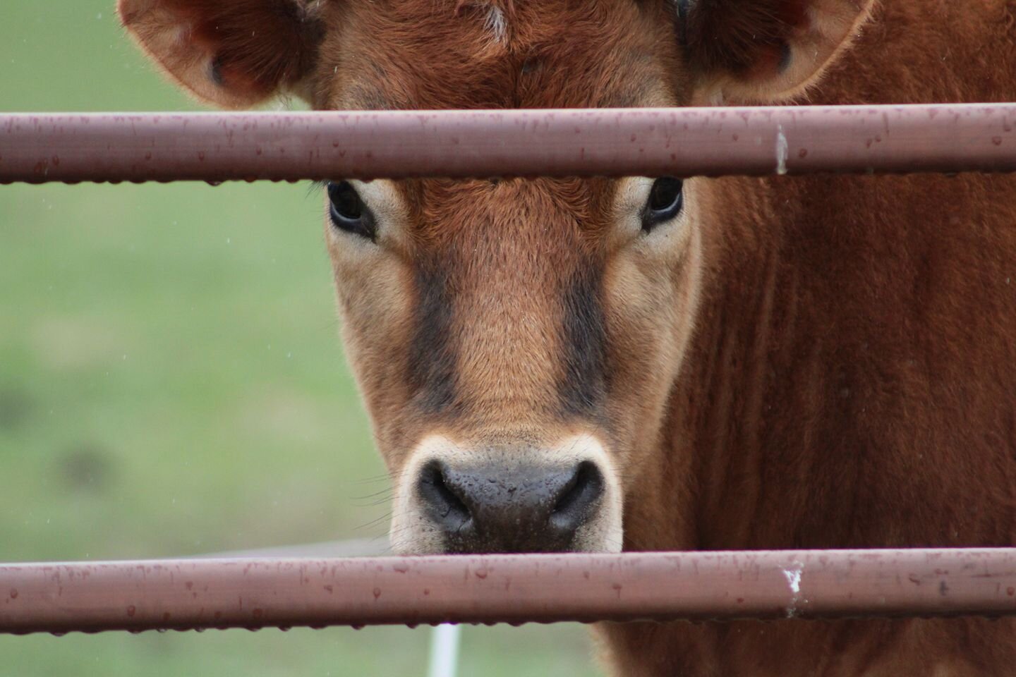 cow.jpeg