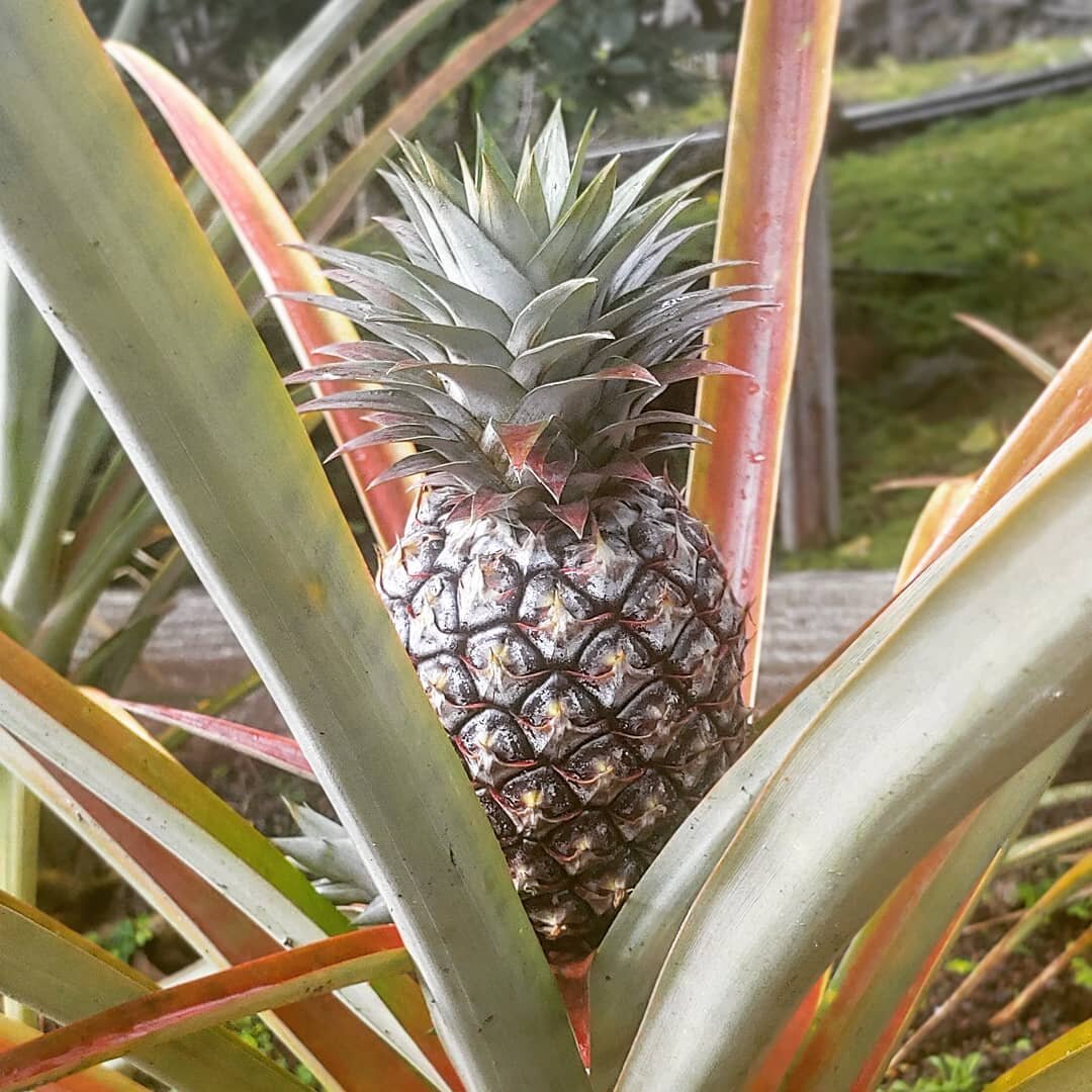 pineapple.jpeg