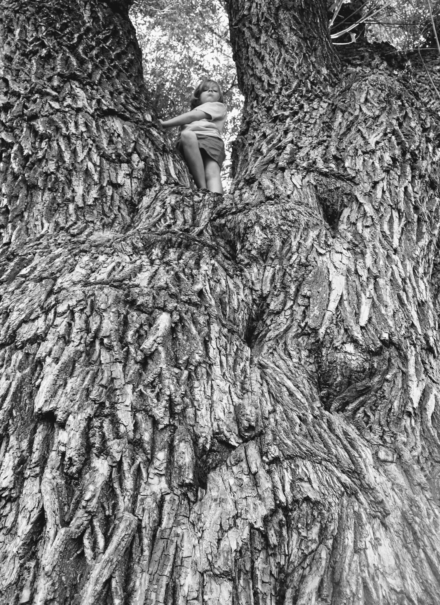 o tree.jpeg