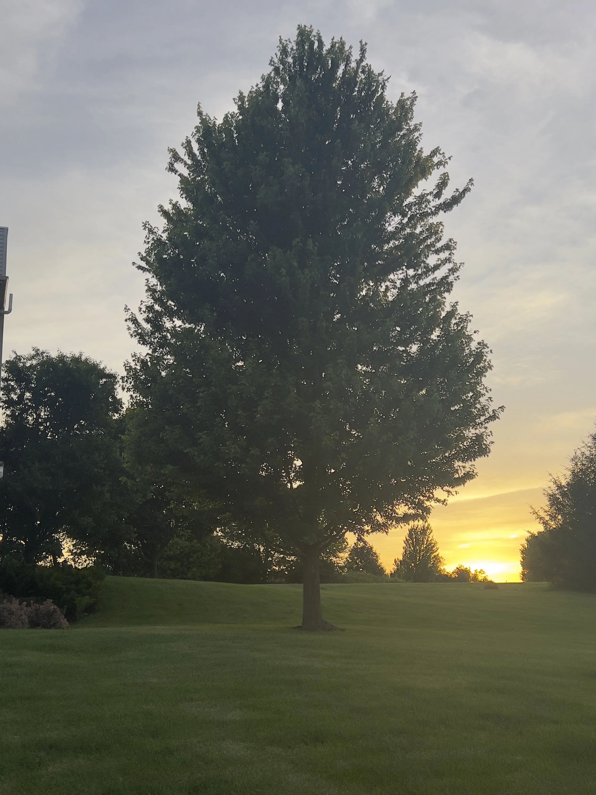 A Druid Grounding Practice: Standing at the Oak