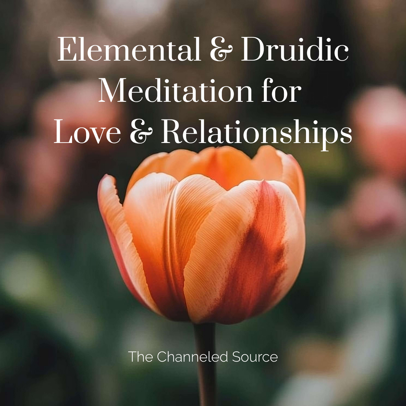 A close-up of a orange and pink tulip flower with text overlay about meditation for love and relationships.