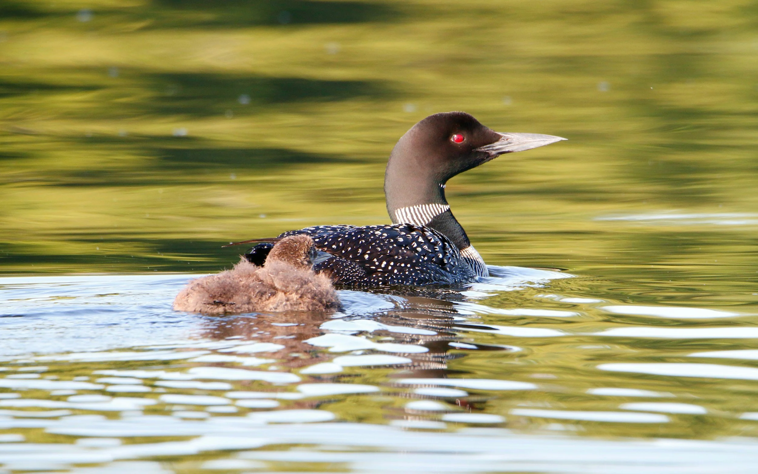 43rd Annual Loon Count
