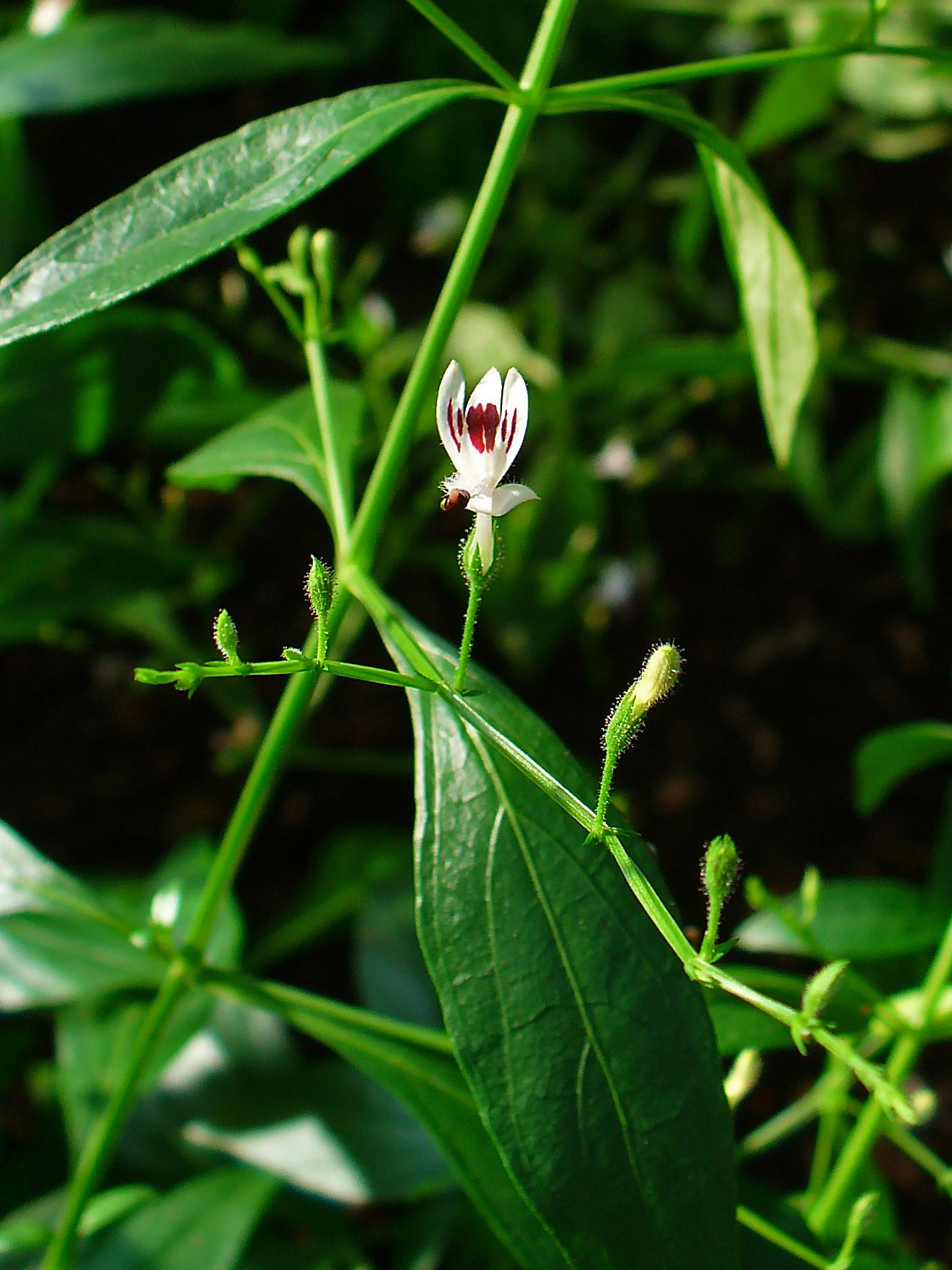 Andrographis_paniculata_002.jpeg