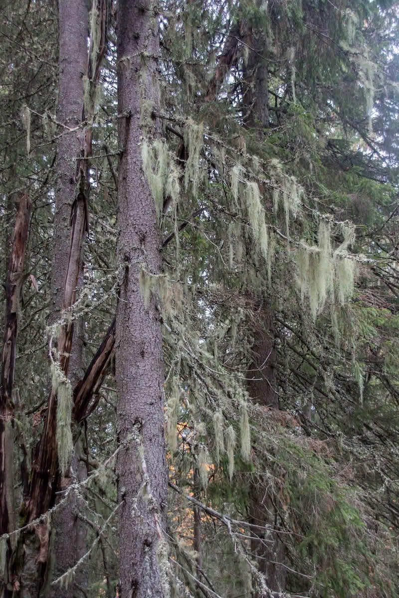 usnea.jpeg