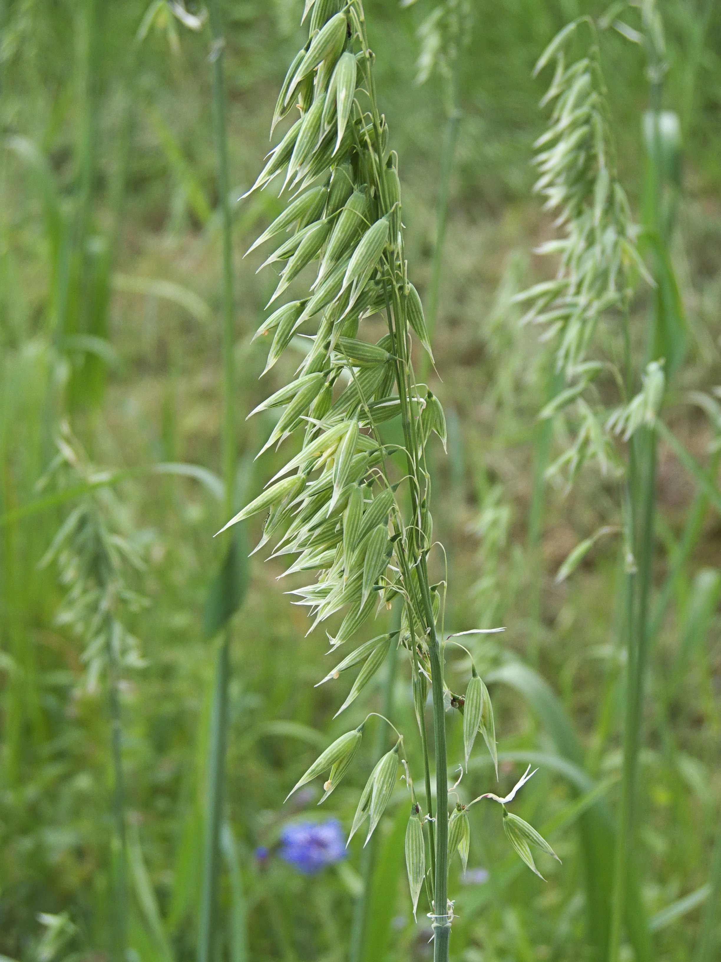 Avena_sativa,_troshaver_(2).jpg