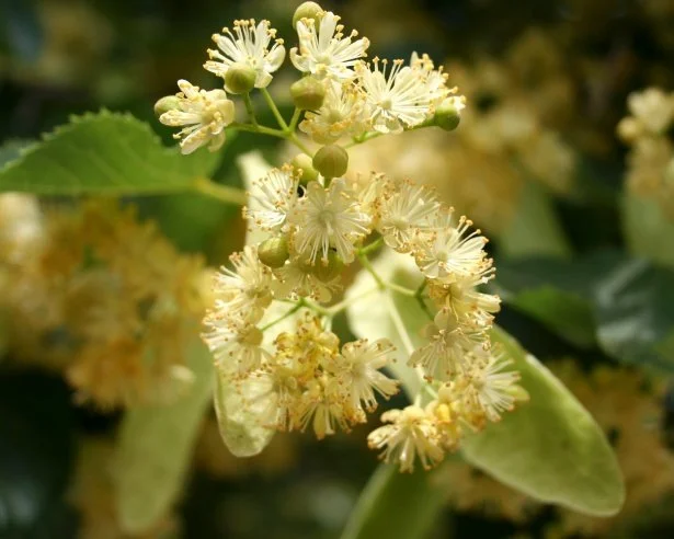 linden-blossombloom.jpg