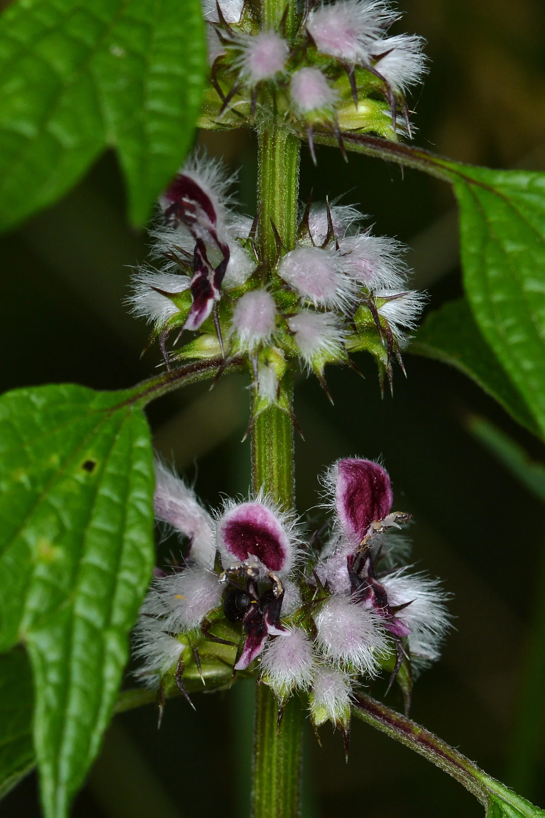 Common_Motherwort_(Leonurus_cardiaca)_-_Guelph,_Ontario.jpg