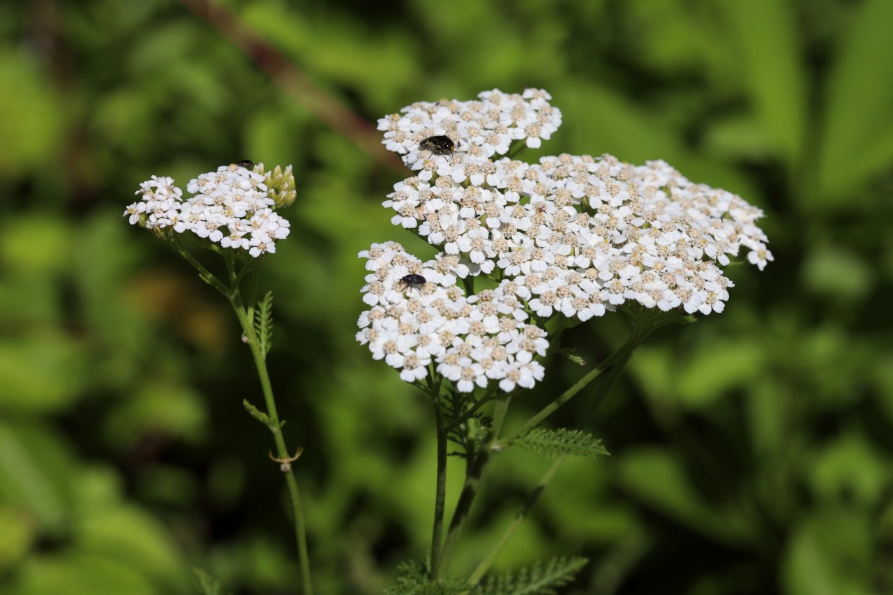 achillea_millefolium_2.jpg