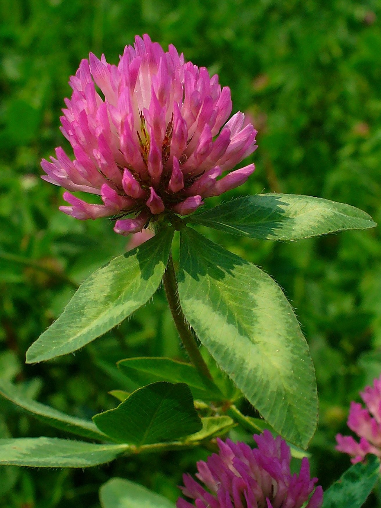 Trifolium_pratense_002.jpeg
