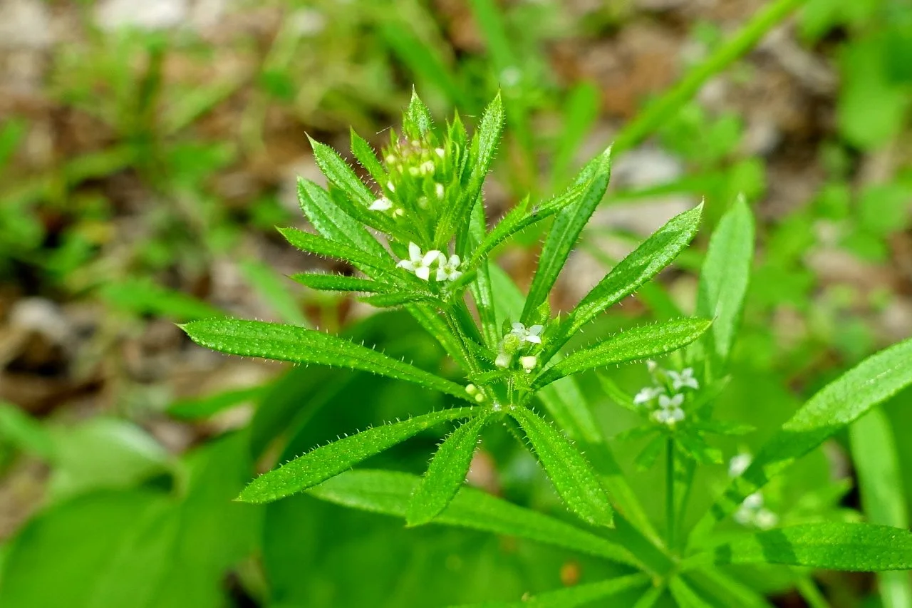 galium_aparine.jpg