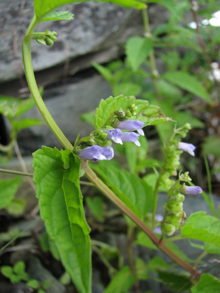 skullcap.jpg