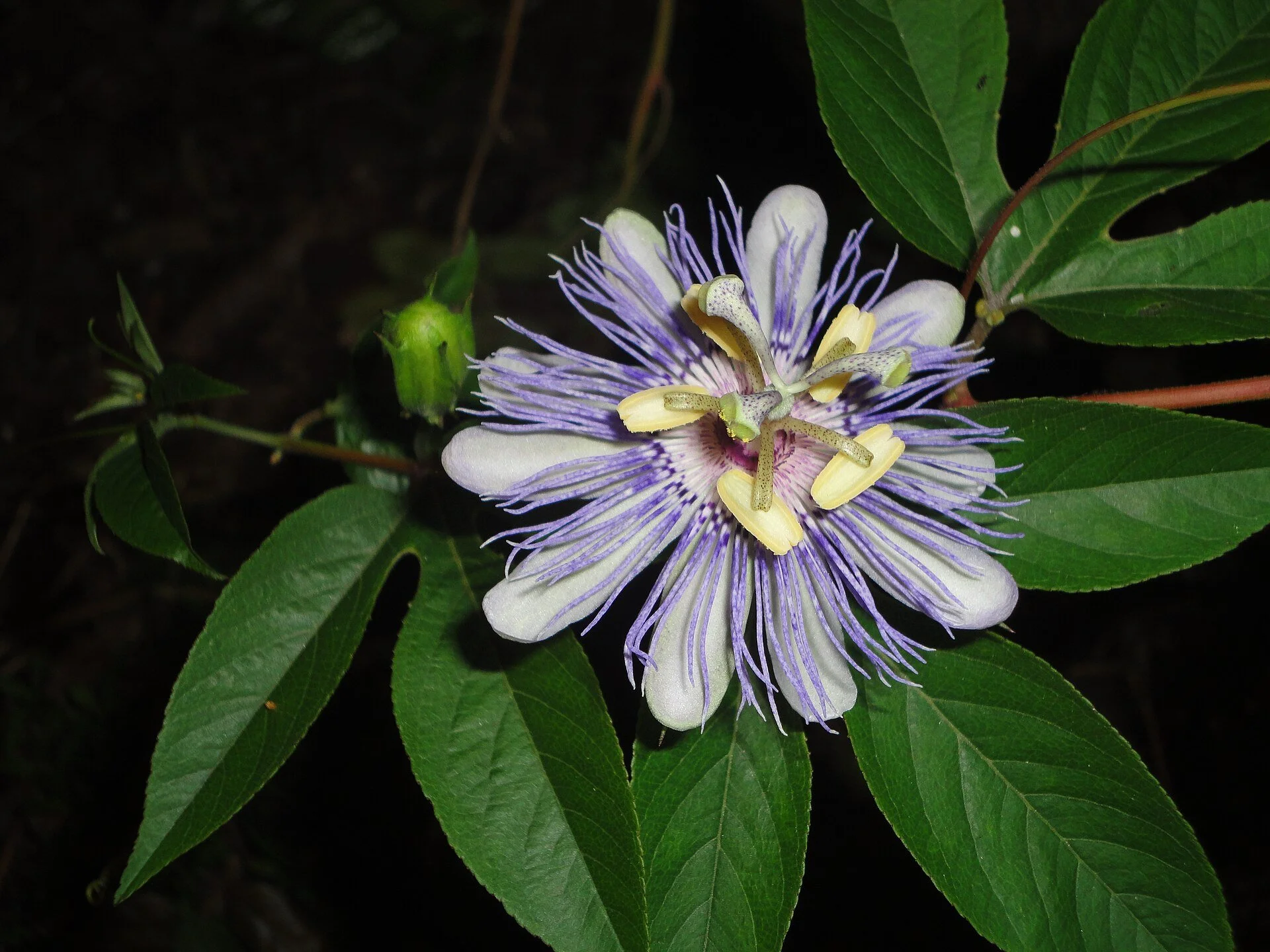 Passiflora_incarnata_flower_and_bud.jpg