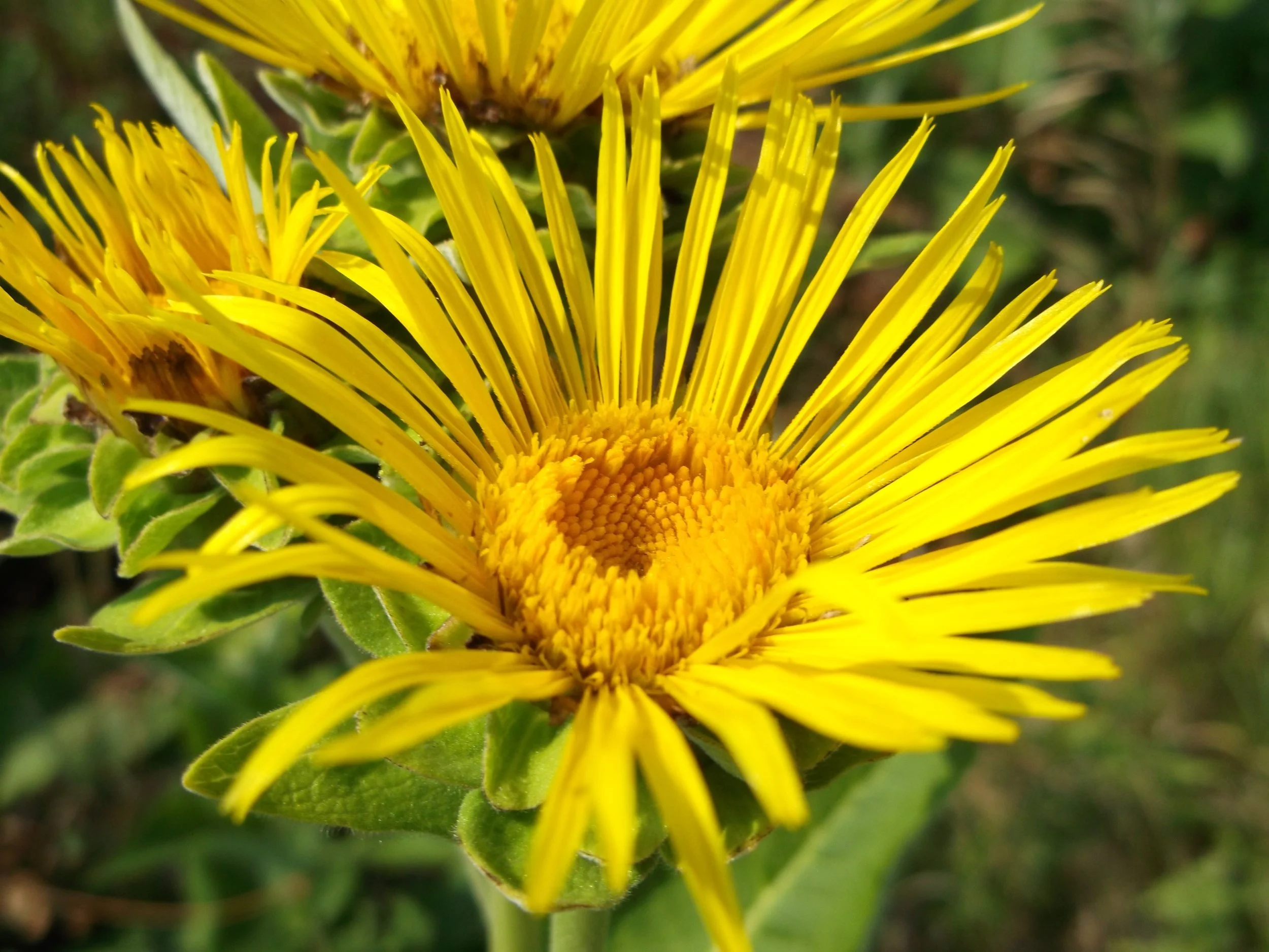 InulaHelenium.jpg
