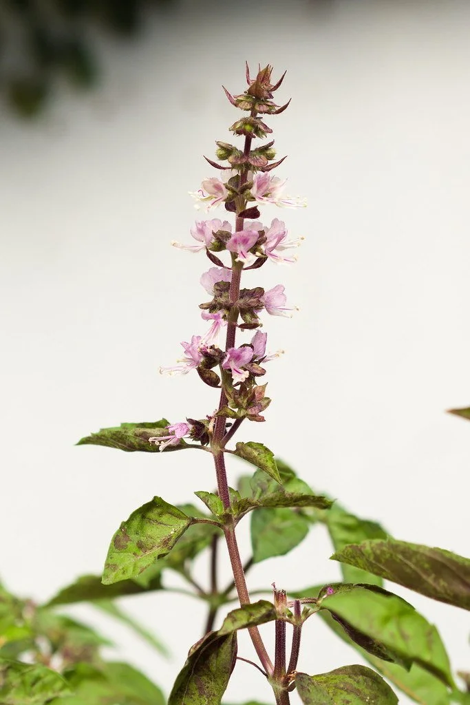 tulsi.jpg