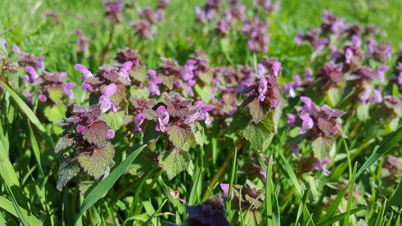 lamium-purpureum-2205610_1280.jpg