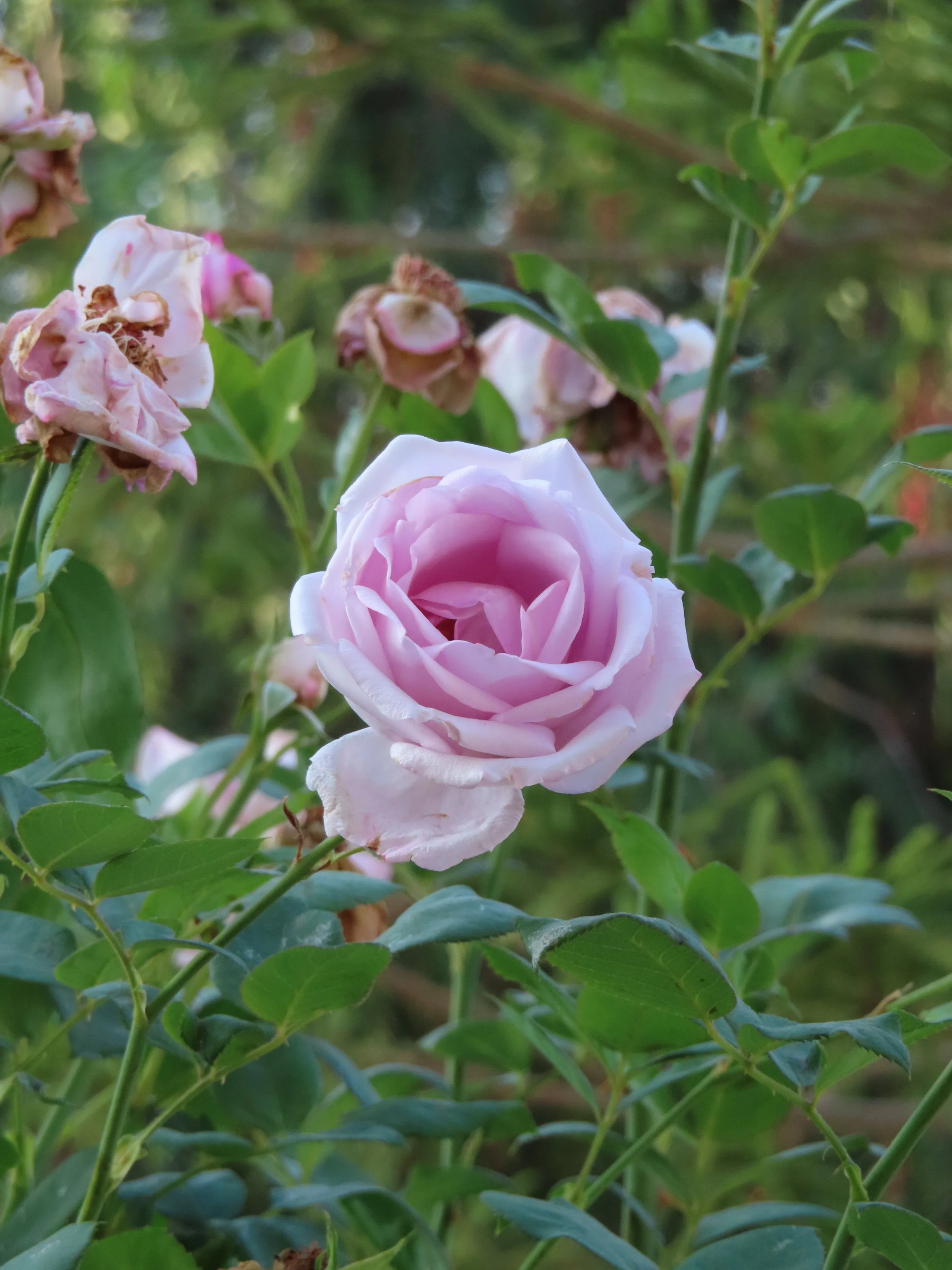 Rosa_damascena_ps.jpg