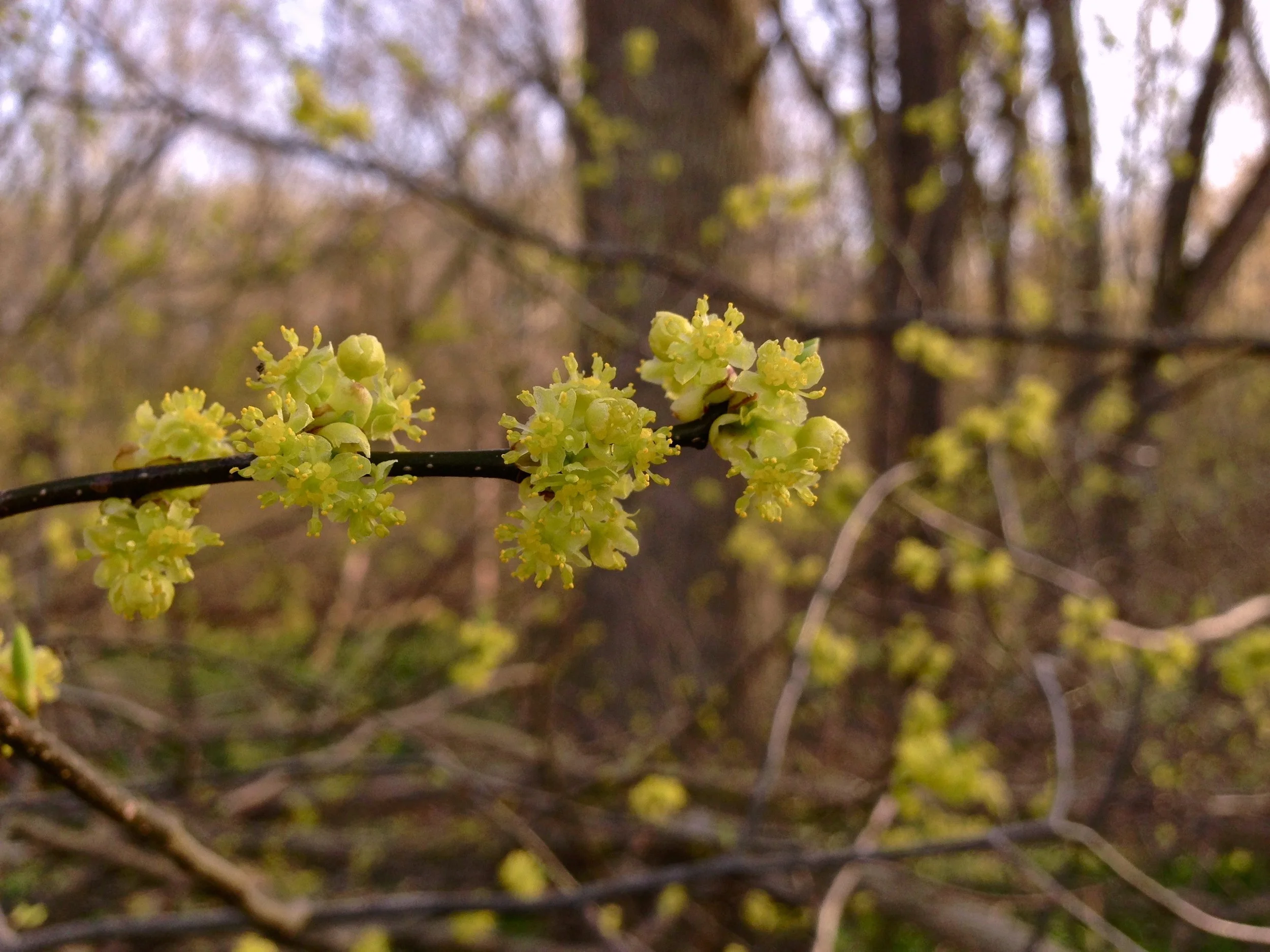 Lindera_benzoin_-_Spicebush.jpg