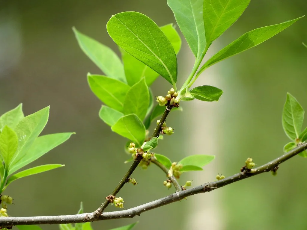 lindera.jpg